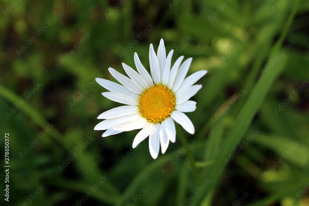 White daisies on a green background closeup White daisies on a green background closeup