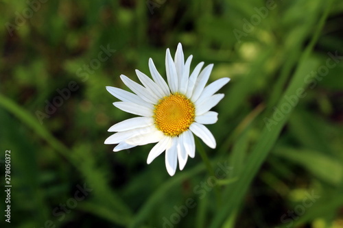 White daisies on a green background closeup