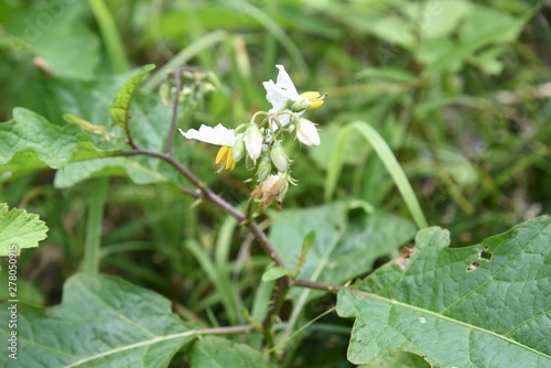 Solanum carolinense flowers / "Solanum carolinense", which has sharp thorns on its stem, is a toxic plant containing solanine.