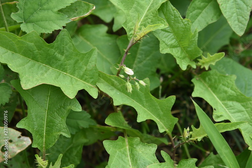 Solanum carolinense flowers / "Solanum carolinense", which has sharp thorns on its stem, is a toxic plant containing solanine.