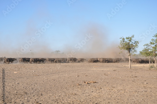 african buffalo herd moving