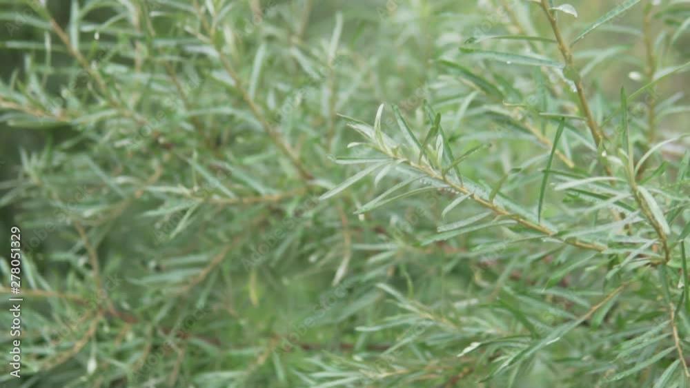 Sea-buckthorn branches without berries. Close-up, slow motion