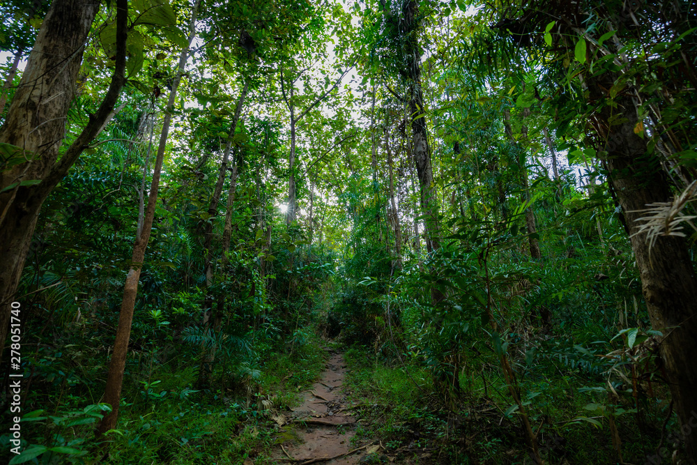Mystical forest in spring. Scenery with path in dreamy foggy forest. Nature background. Mystical forest in spring. Scenery with path in dreamy foggy forest. Nature background.