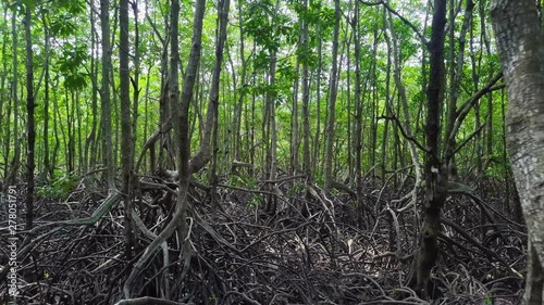 Mangrove Forest. Aerial View. Drone Flying Through Trees with Big Roots photo