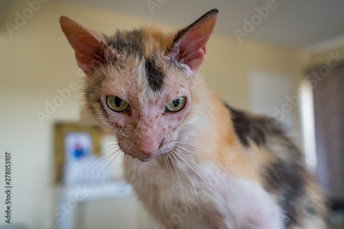 Photos An old ugly cat   Views around the small Caribbean island of Curacao