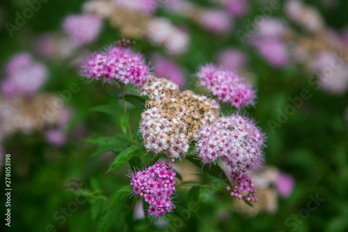 butterfly on flower