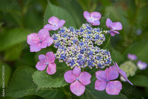 blue flowers in the garden