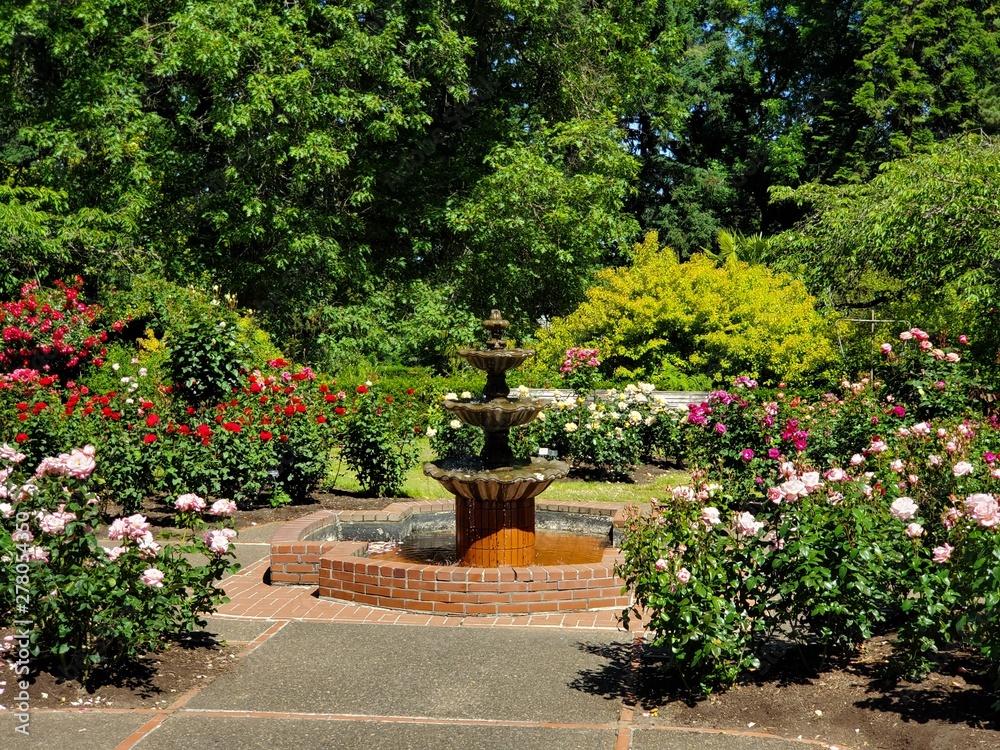 Colorful Rose Flowers and Water Fountain, International Rose Test Garden in Washington Park, Portland Oregon. Colorful Rose Flowers and Water Fountain, International Rose Test Garden in Washington Park, Portland Oregon.
