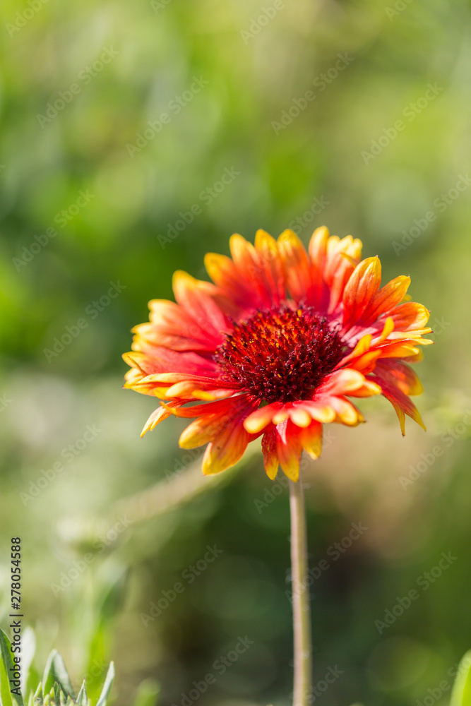 Outdoor spring, blooming yellow flower, gerbera,Gaillardia pulchella Foug. Outdoor spring, blooming yellow flower, gerbera,Gaillardia pulchella Foug.