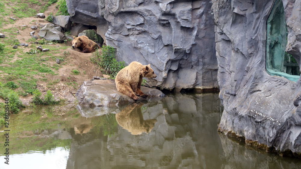 Kamchatka Bär Kamchatka Bär