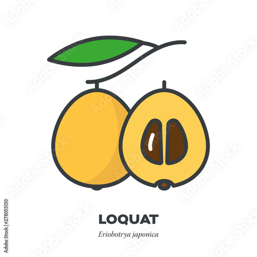 Loquat fruit icon, filled outline style vector