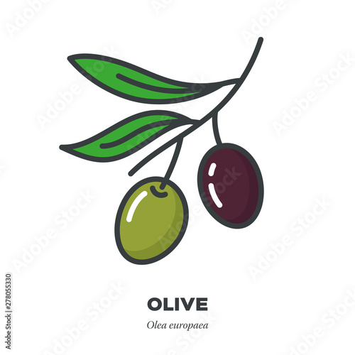 Olive fruit icon, filled outline style vector