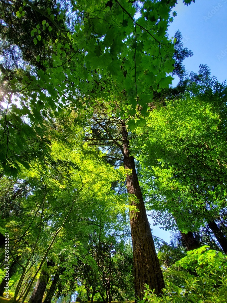 Fototapeta premium Colorful Trees, Forest in Washington Park, Portland Oregon, Nature Background Image