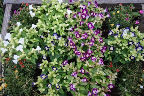 Wallpaper Mural パンジーとビオラの花壇 Torontodigital.ca