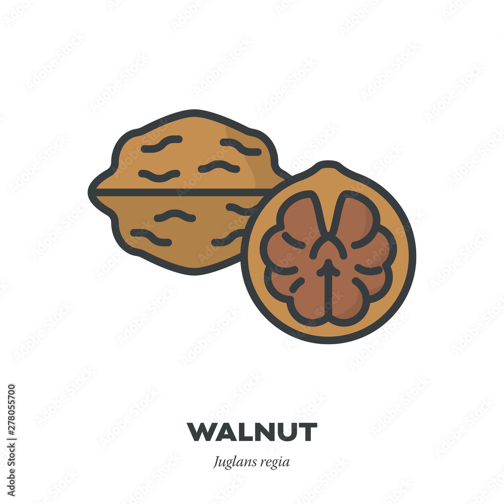 Walnut icon, filled outline style vector Walnut icon, filled outline style vector