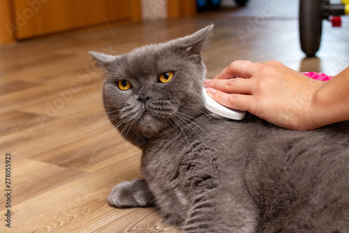Grooming brushing gray pretty cute cat with a special brush for grooming pets care concept