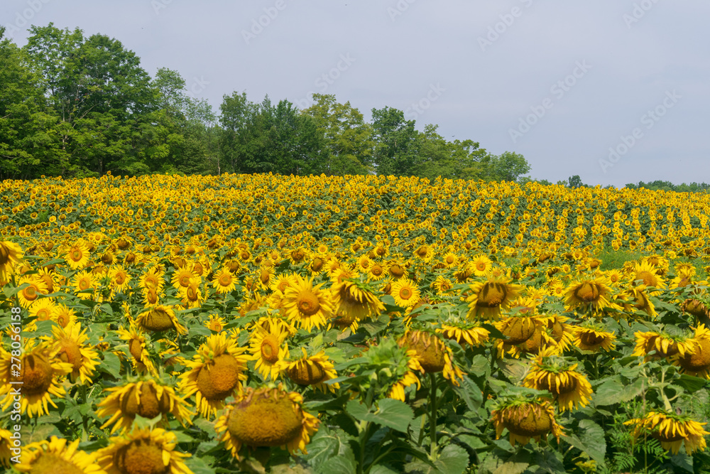 Field of Sunflowers & Blue Sky