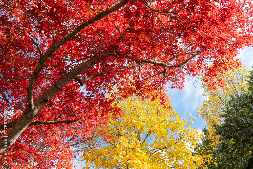 Red and yellow leaves of autumn season.