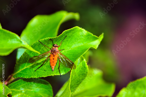 The winged insect sits on a green leaf. Macro photo.