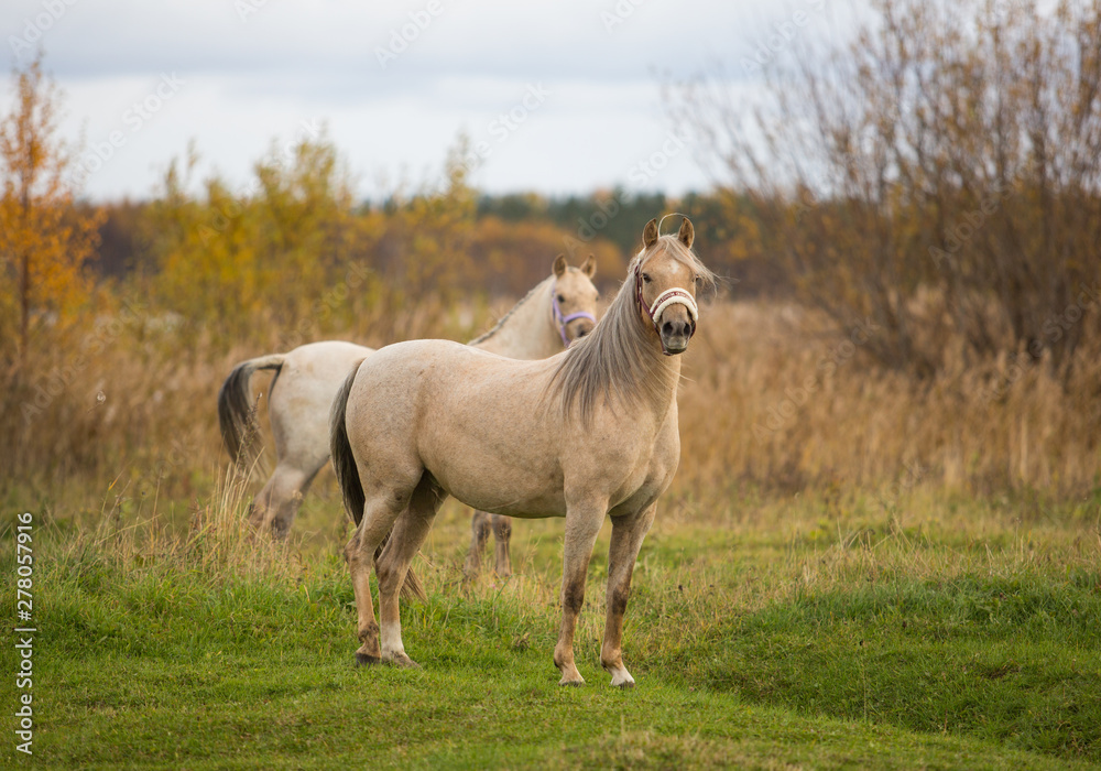 Dva poni gulyayut v osennikh polyakh 32/5000 Two ponies walk in the autumn fields Dva poni gulyayut v osennikh polyakh 32/5000 Two ponies walk in the autumn fields