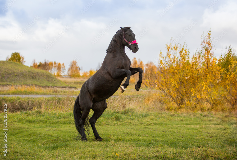 Black mare plays in the autumn fields