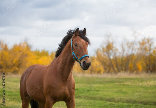 Bay stallion frolics in the autumn fields
