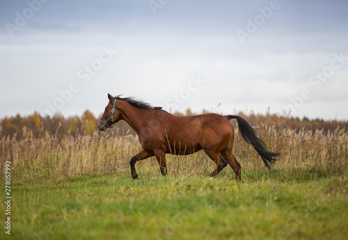 Bay stallion frolics in the autumn fields