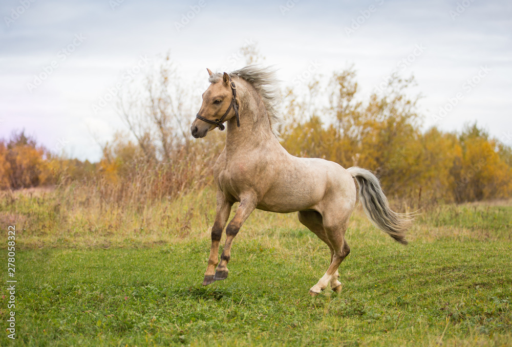 Welsh pony frolics in the autumn fields Welsh pony frolics in the autumn fields