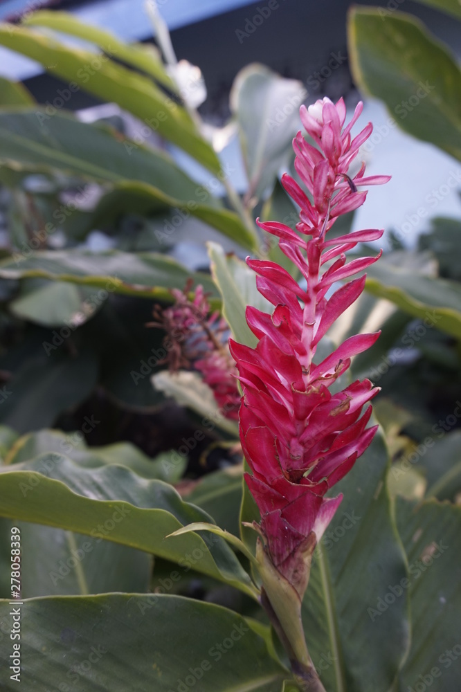 Obraz premium A flower garden,Flower wallpaper,Flower background,Flower images and photo HD resolution