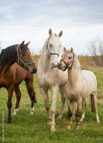 Three stallions walk in the autumn fields