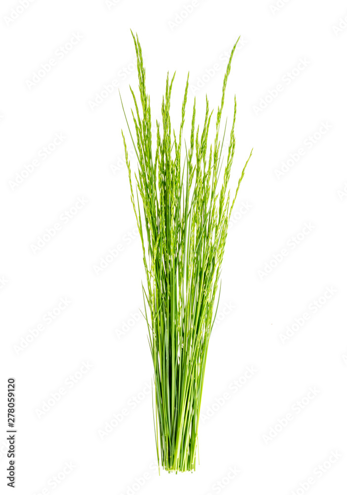 Bunch of wild green field grass isolated on white background