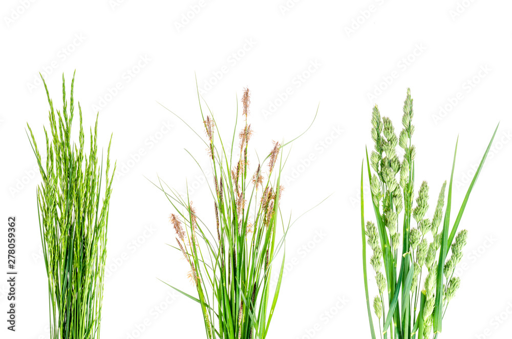 Set of wild green grass on white background. Set of wild green grass on white background.