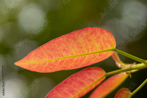 Tender leaf isolated