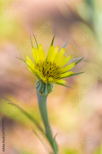 Outdoor spring, blooming yellow flower close-up, Coreopsis，Coreopsis drummondii Torr. et Gray