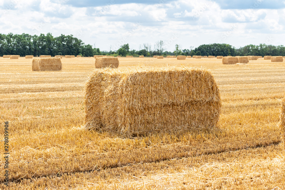 harvested grain cereal wheat barley rye grain field, with haystacks straw bales stakes cubic rectangular shape on the cloudy blue sky background, agriculture farming rural economy agronomy concept harvested grain cereal wheat barley rye grain field, with haystacks straw bales stakes cubic rectangular shape on the cloudy blue sky background, agriculture farming rural economy agronomy concept