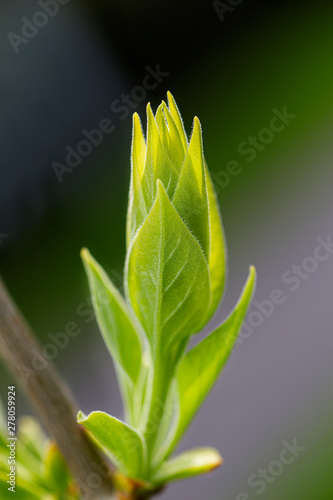 Growing lilac leaves