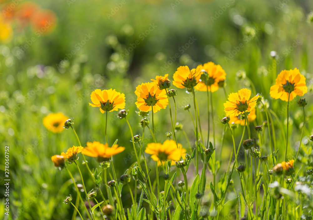 Obraz premium Outdoor spring, blooming yellow flower close-up, Coreopsis，Coreopsis drummondii Torr. et Gray