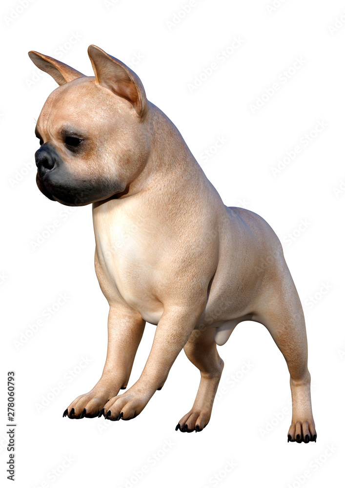 3D Rendering French Bulldog on White