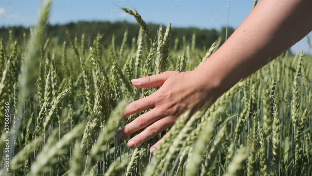 Female hand touching wheat in summer field. Slow motion. Female hand touching wheat in summer field. Slow motion.