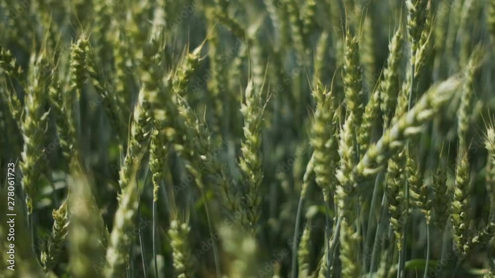 Wheat field blowing by the wind. Slow motion. Wheat field blowing by the wind. Slow motion.