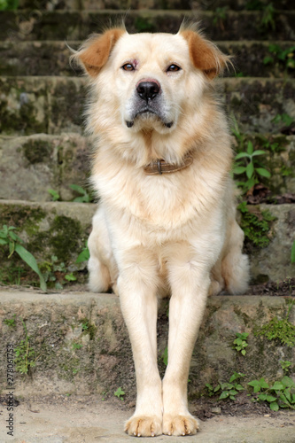 White long hair male dog sit on step for watch home