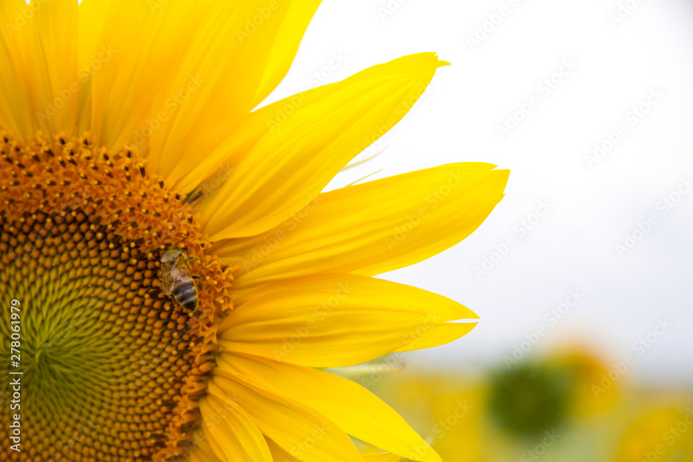 Naklejka premium Close-up of a half sunflower, in a sunflower sitting bee collecting pollen.