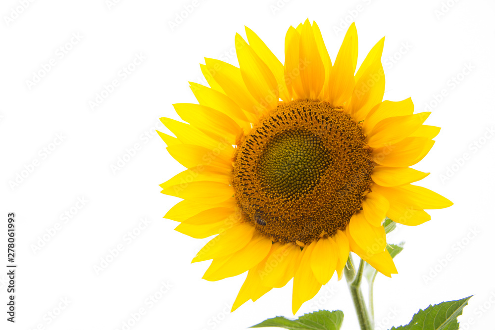 Sunflower flower on a white background close-up Sunflower flower on a white background close-up
