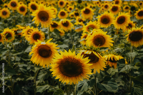 Lots of yellow sunflowers close up