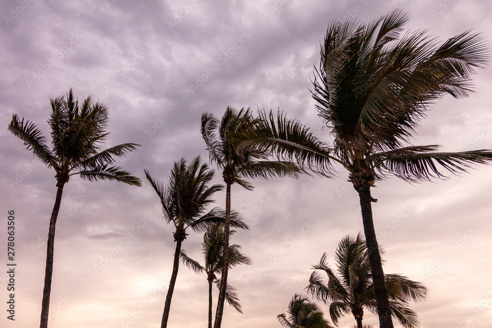 South Florida Palm Trees at Sunrise/Set