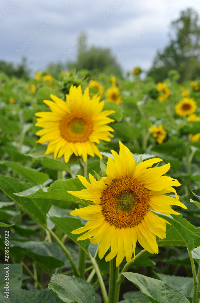 sunflowers on the field in the nature, vertical shoot