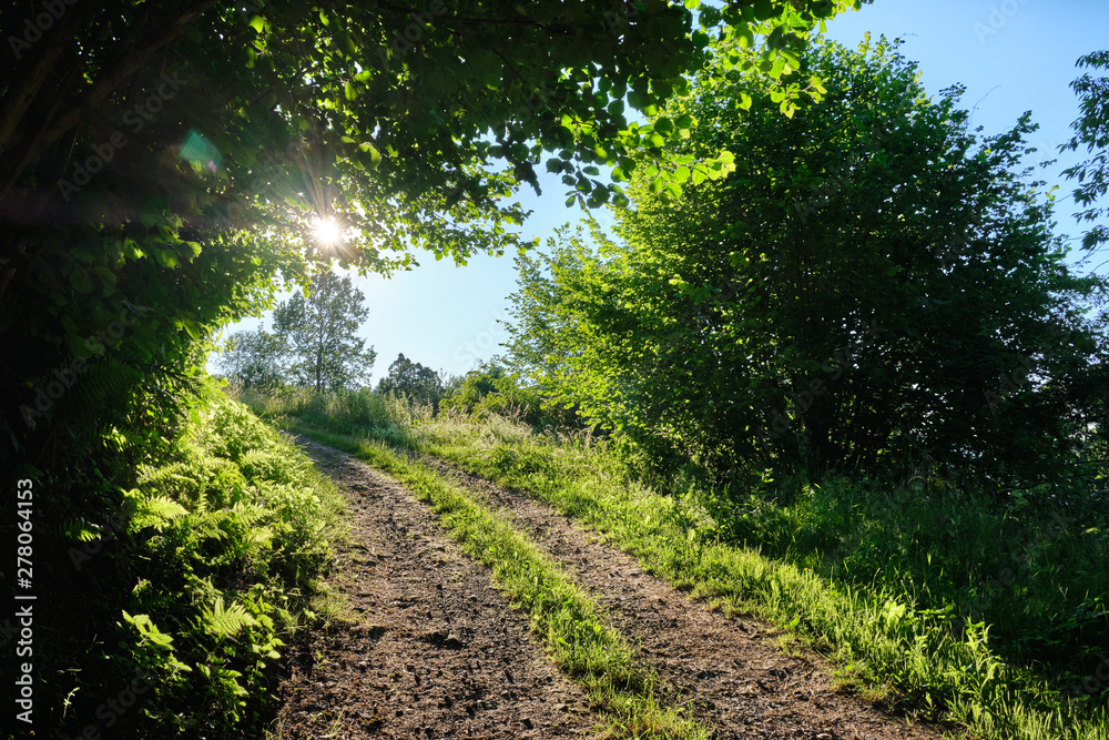The way forward into the direction of the evening sun: Beautiful evening landscape shot with a diminishing gravel road surrounded by green nature The way forward into the direction of the evening sun: Beautiful evening landscape shot with a diminishing gravel road surrounded by green nature