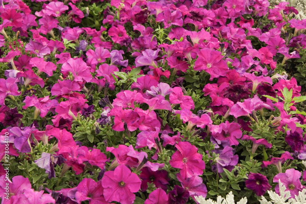 Close up flowers background colorful purple flowering in garden. Summer or Spring day concept. pink. park.