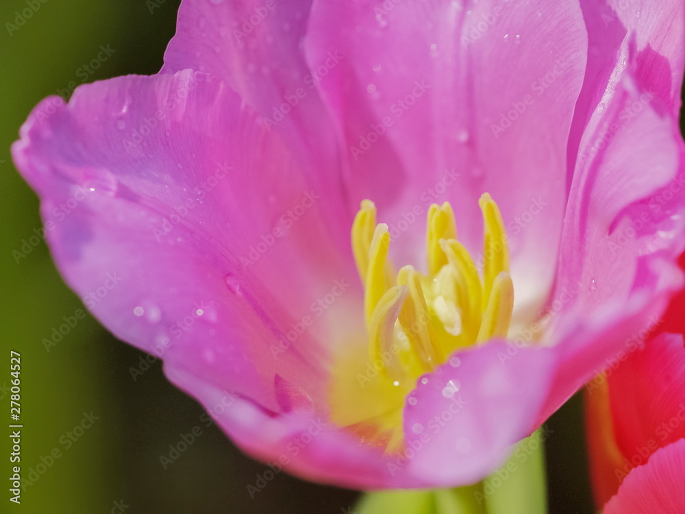 Close-up yellow nectar pollen of Tulip flower with pink petal blurred background. Close-up yellow nectar pollen of Tulip flower with pink petal blurred background.