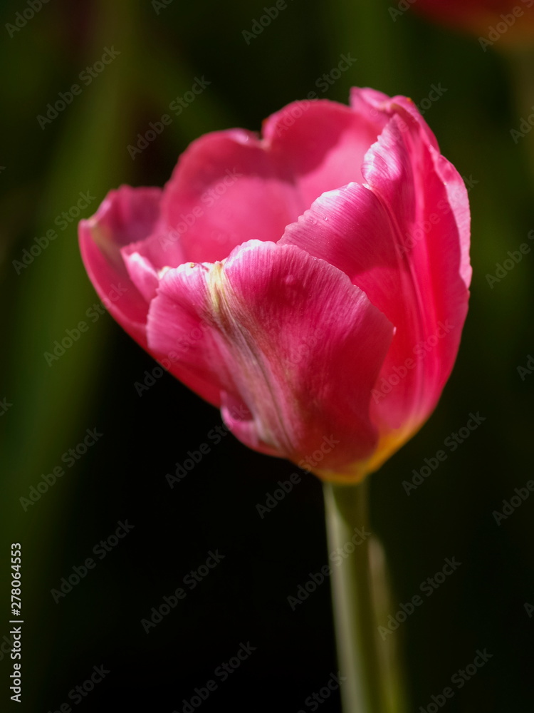 Red Wine Tulip Flower blossom in garden with dark shadow in nature blurred background.